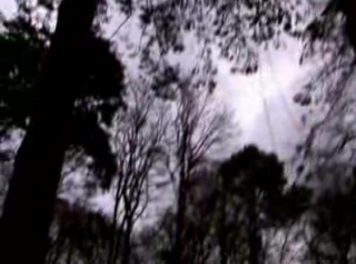  Gli alberi sono molto alti! 